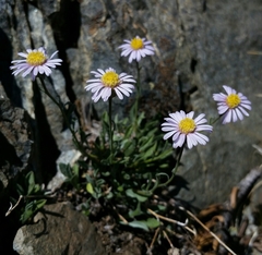 Erigeron tener