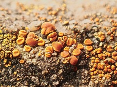 Polycauliona bolacina