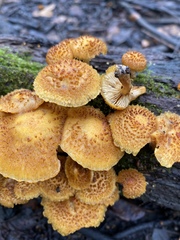 Gymnopilus fulvosquamulosus