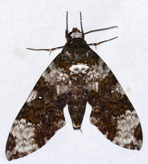 Manduca albiplaga