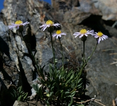 Erigeron tener