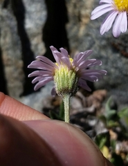 Erigeron tener