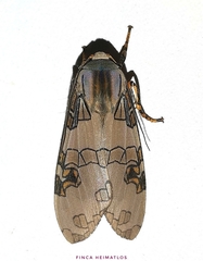 Halysidota interlineata