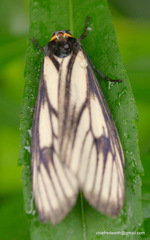 Macrobrochis prasena