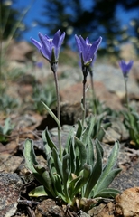 Campanula scabrella