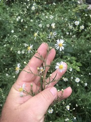Symphyotrichum lanceolatum lanceolatum