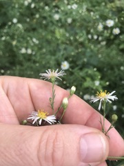 Symphyotrichum lanceolatum lanceolatum