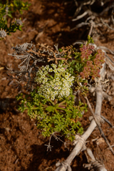 Dasispermum