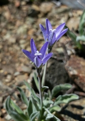 Campanula scabrella
