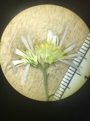 Symphyotrichum lanceolatum lanceolatum