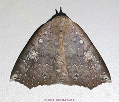 Isogona albistellata