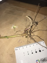 Symphyotrichum lanceolatum lanceolatum