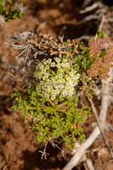Dasispermum