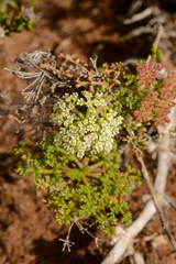 Dasispermum