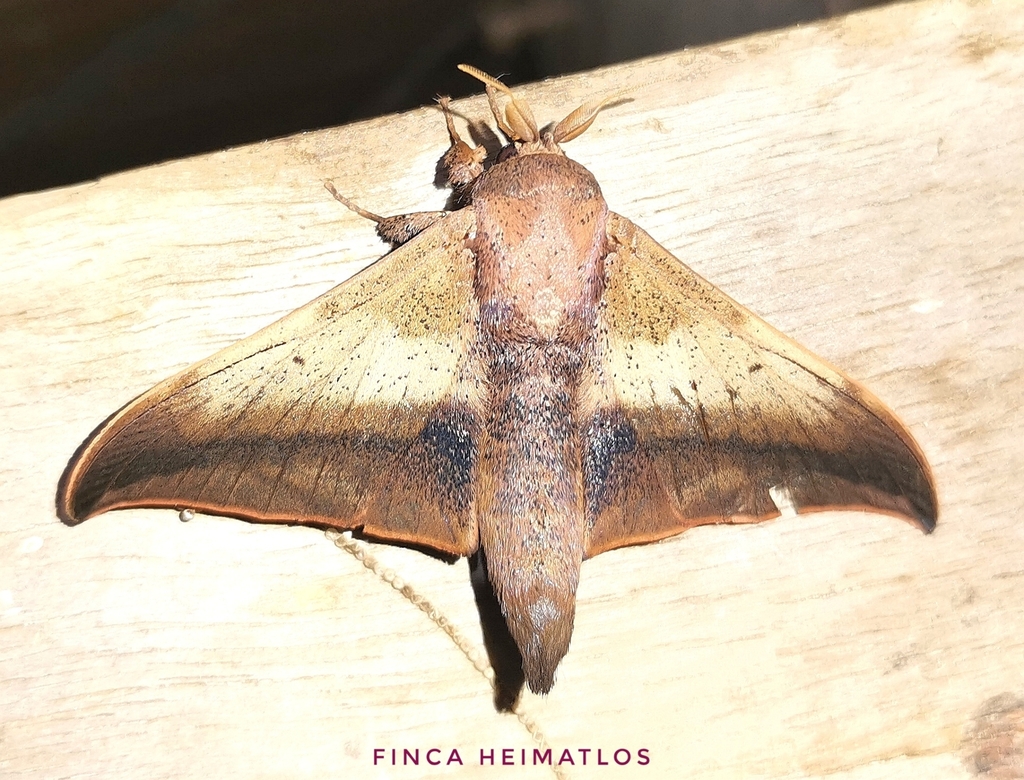 Psychocampa viemanda