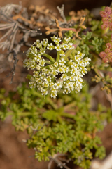 Dasispermum