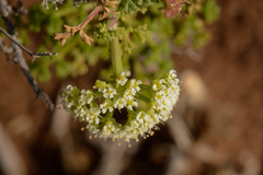 Dasispermum