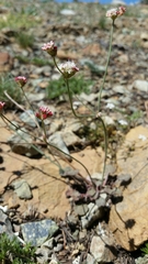 Eriogonum nudum nudum