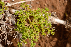 Dasispermum