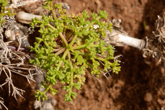 Dasispermum