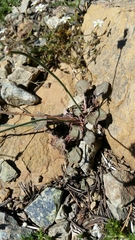 Eriogonum nudum nudum