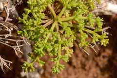 Dasispermum