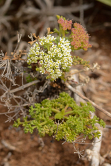 Dasispermum