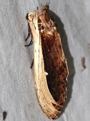 Truncaptera gigantea