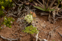Dasispermum