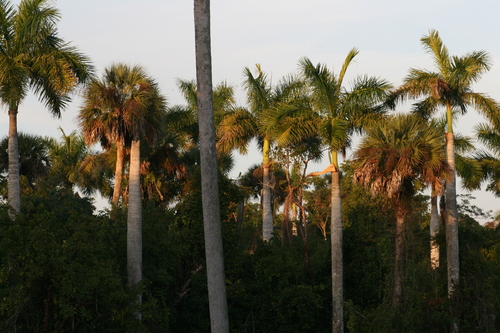 Roystonea regia