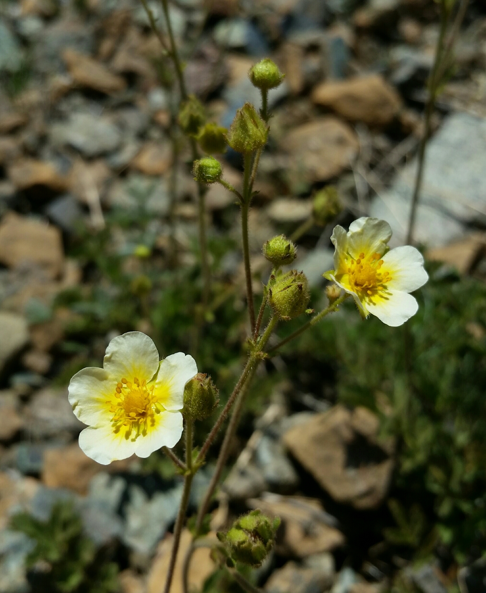 Drymocallis pseudorupestris var. saxicola