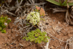 Dasispermum