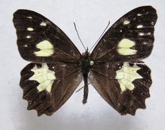 Oxeoschistus tauropolis tauropolis