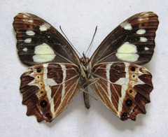 Oxeoschistus tauropolis tauropolis