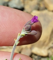 Boechera subpinnatifida