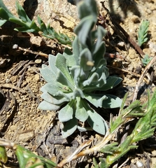 Boechera subpinnatifida