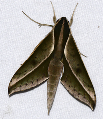 Xylophanes amadis
