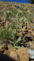 Cryptantha torreyana