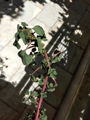 Amaranthus