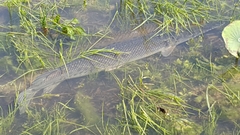 Atractosteus spatula