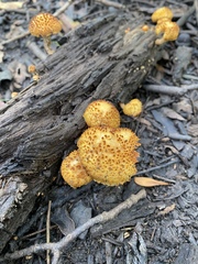 Gymnopilus fulvosquamulosus