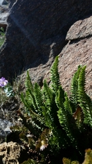 Polystichum lemmonii