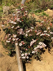 Adenandra uniflora