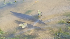 Atractosteus spatula