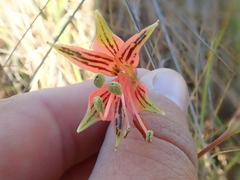 Alstroemeria stenopetala