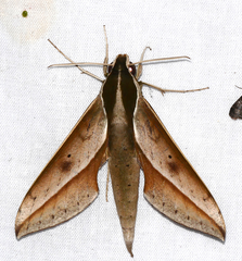 Xylophanes amadis