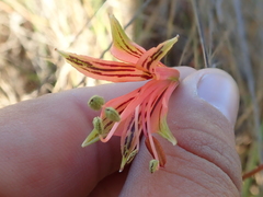 Alstroemeria stenopetala