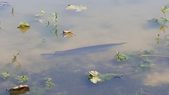 Atractosteus spatula