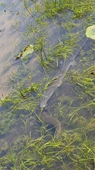 Atractosteus spatula