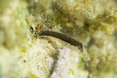 Microlipophrys dalmatinus